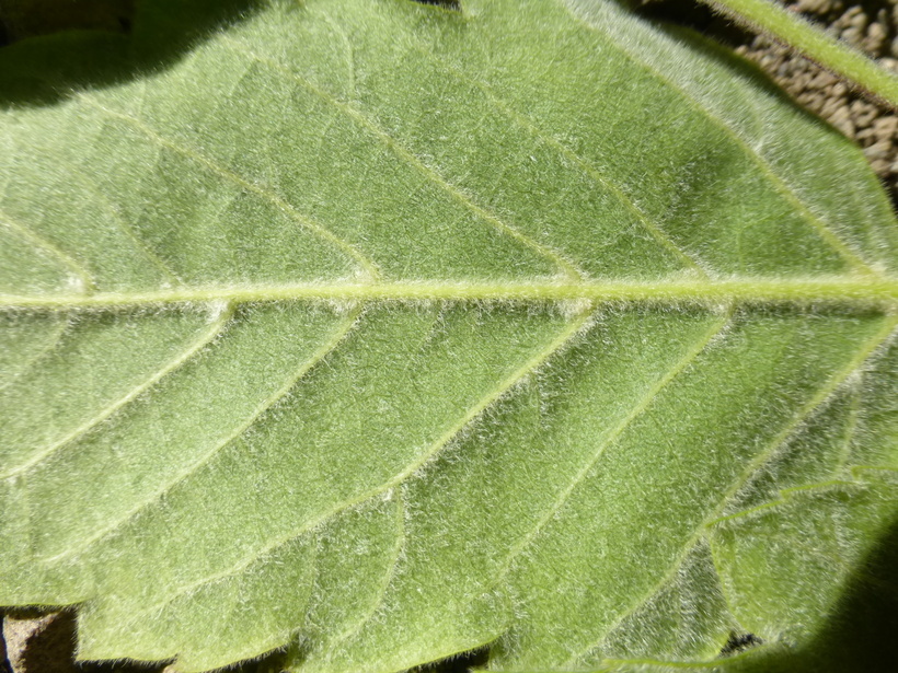 Image of Box Elder