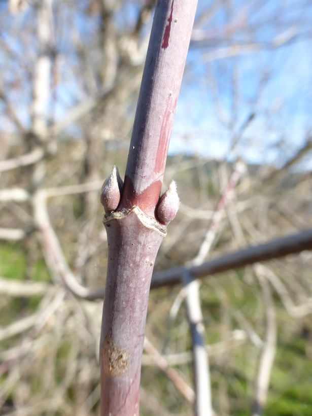 Image of Box Elder