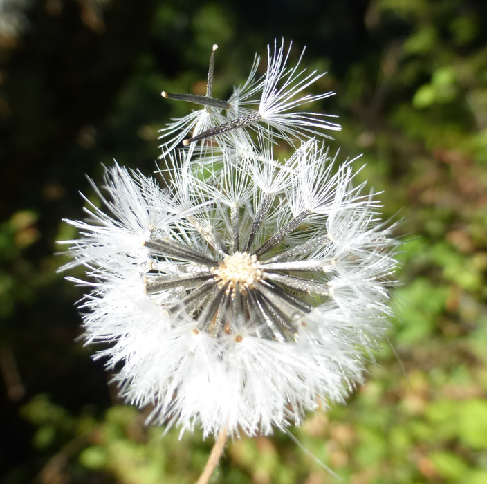 Image of rayless arnica