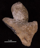 Image of rock shells