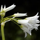 Image of Allium triquetrum L.