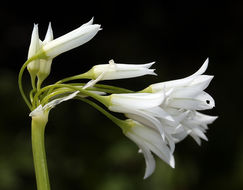 Image of Threecorner leek