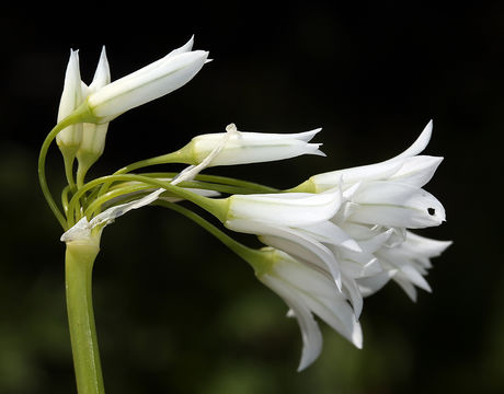 Allium triquetrum L. resmi