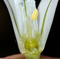 Image of Threecorner leek