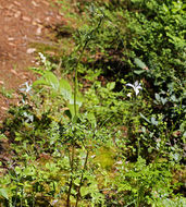 Imagem de Ligusticum californicum Coult. & Rose