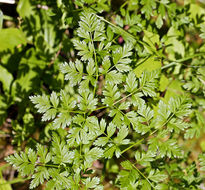 Image of California licorice-root