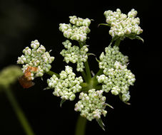 Ligusticum californicum Coult. & Rose resmi