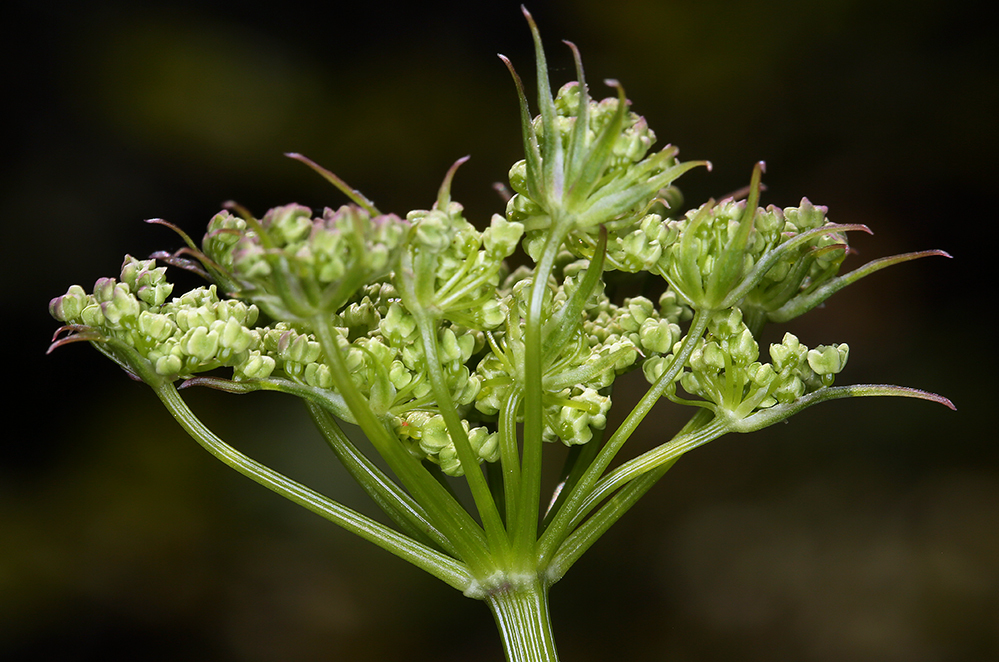 Imagem de Ligusticum californicum Coult. & Rose