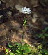 Image of <i>Valeriana sitchensis</i> ssp. <i>scouleri</i>