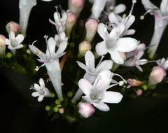 Image of <i>Valeriana sitchensis</i> ssp. <i>scouleri</i>