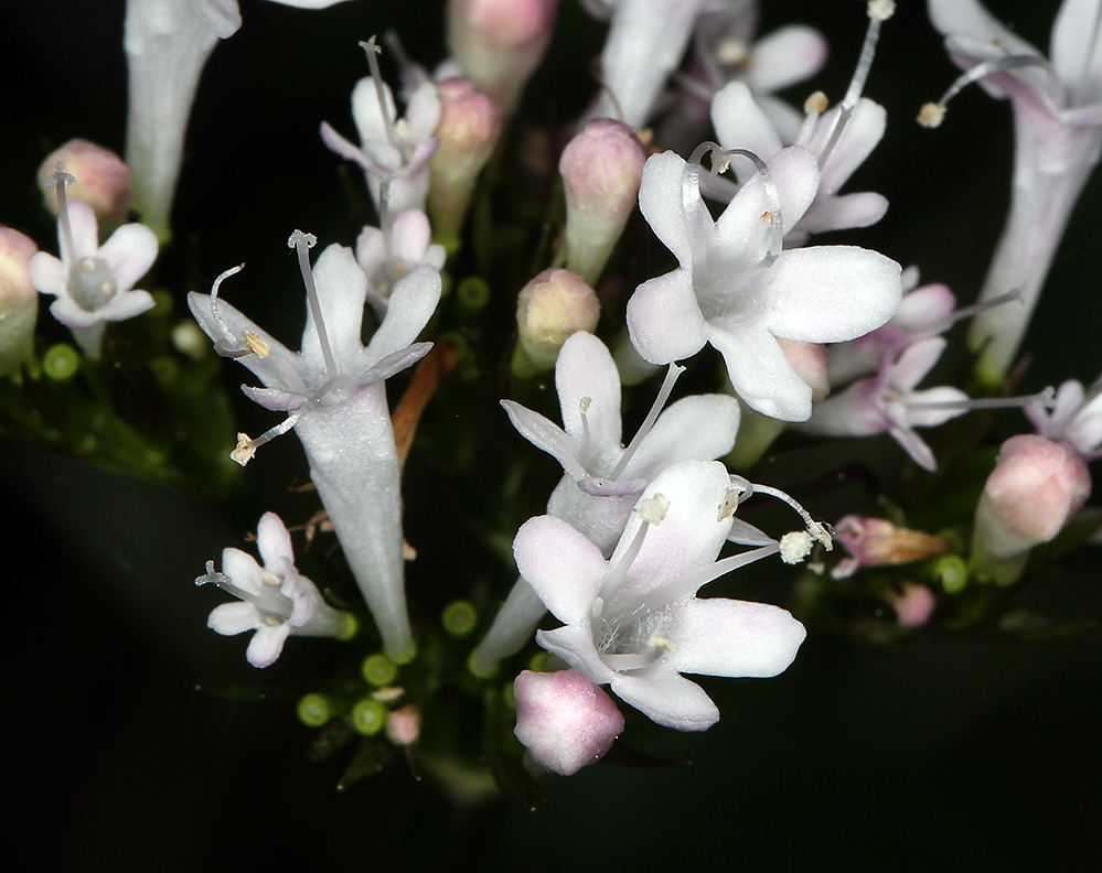 Image of <i>Valeriana sitchensis</i> ssp. <i>scouleri</i>