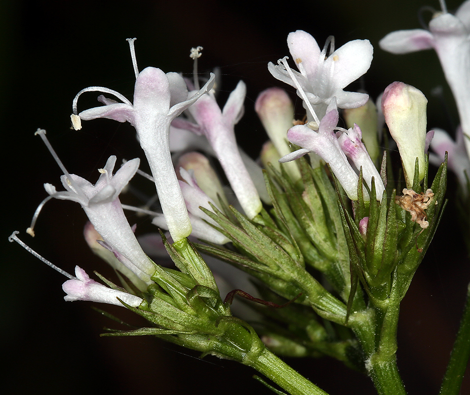 Image of <i>Valeriana sitchensis</i> ssp. <i>scouleri</i>