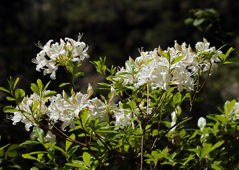 صورة Rhododendron occidentale (Torr. & Gray) A. Gray