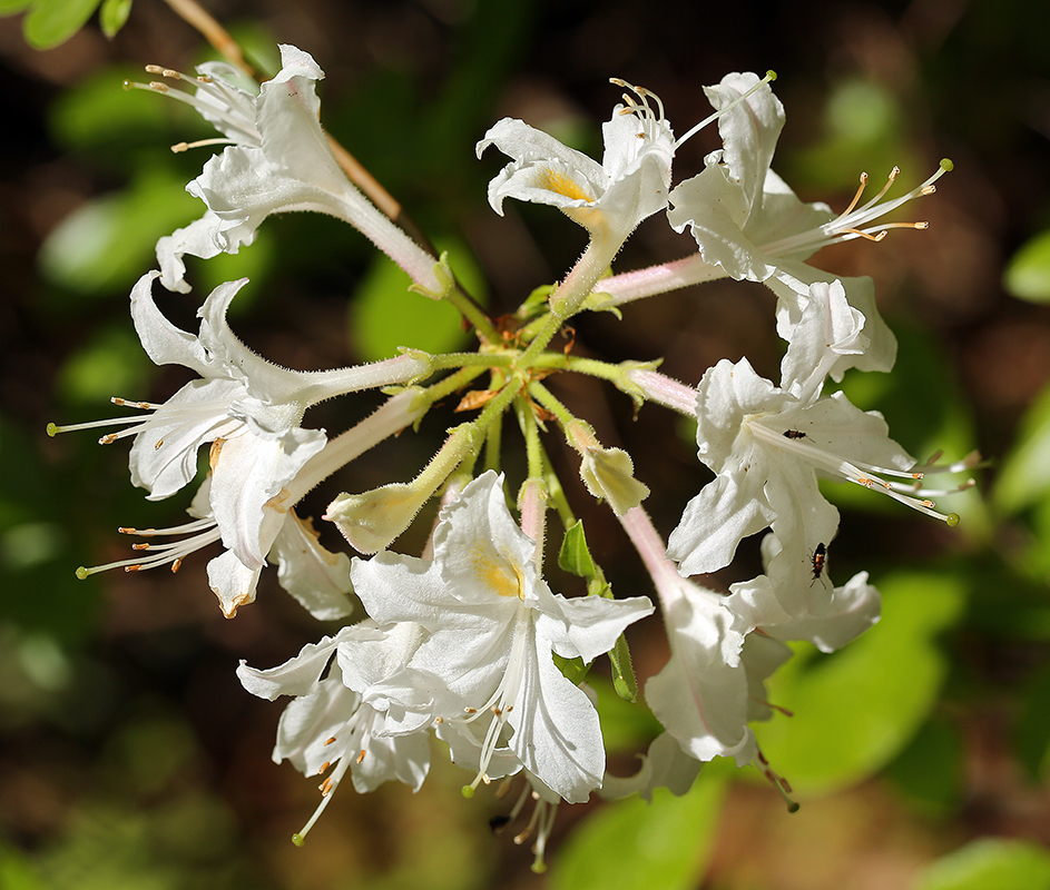 صورة Rhododendron occidentale (Torr. & Gray) A. Gray