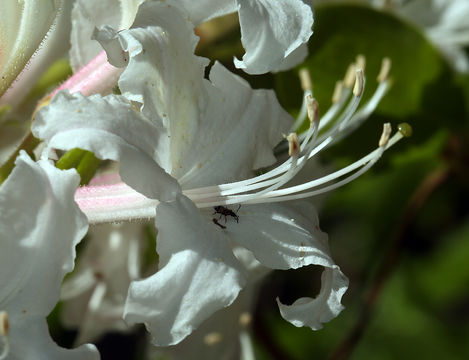 صورة Rhododendron occidentale (Torr. & Gray) A. Gray