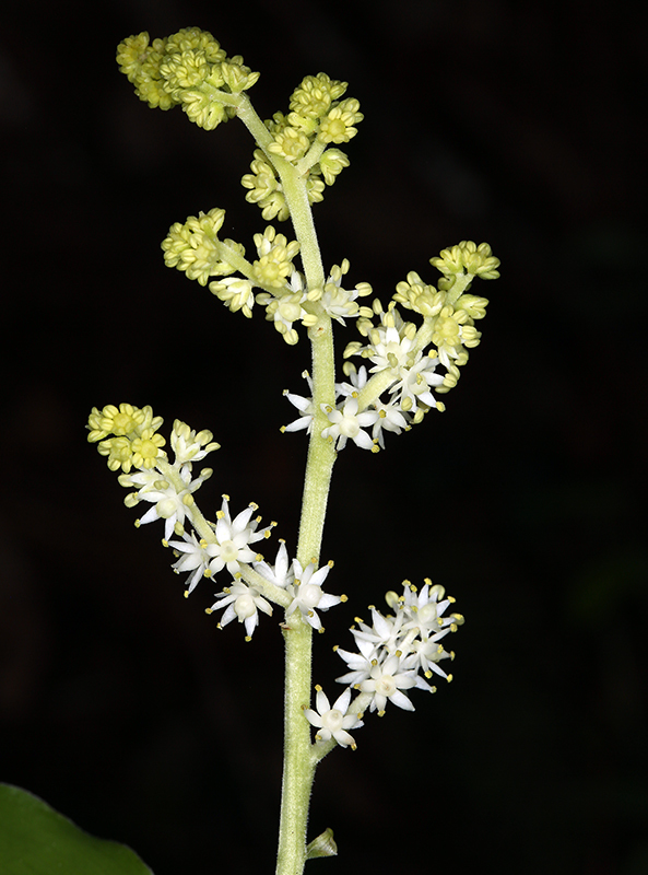 Image of feathery false lily of the valley