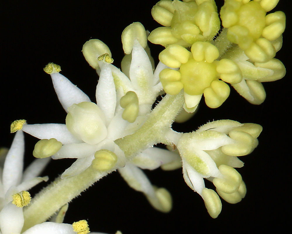 Image of feathery false lily of the valley