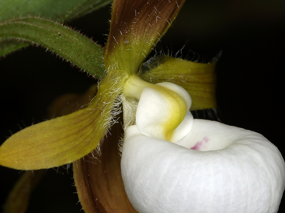 Imagem de Cypripedium californicum A. Gray