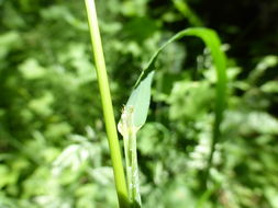 Image of Columbia brome