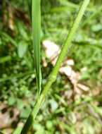 Image of Columbia brome