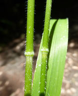 Image of Columbia brome