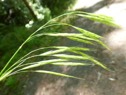 Image of Columbia brome