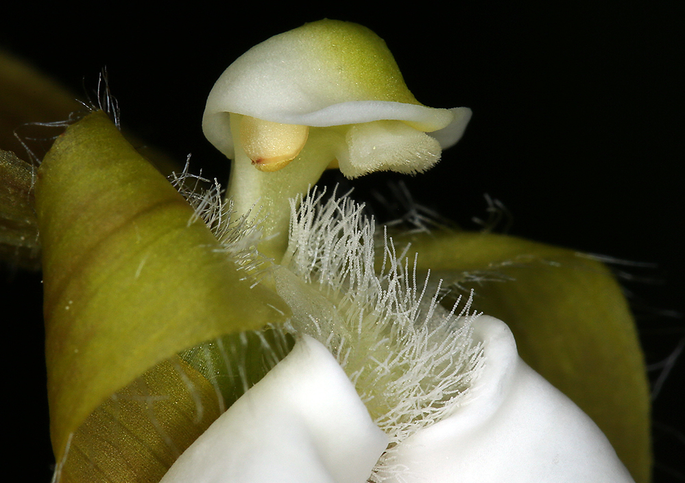 Imagem de Cypripedium californicum A. Gray