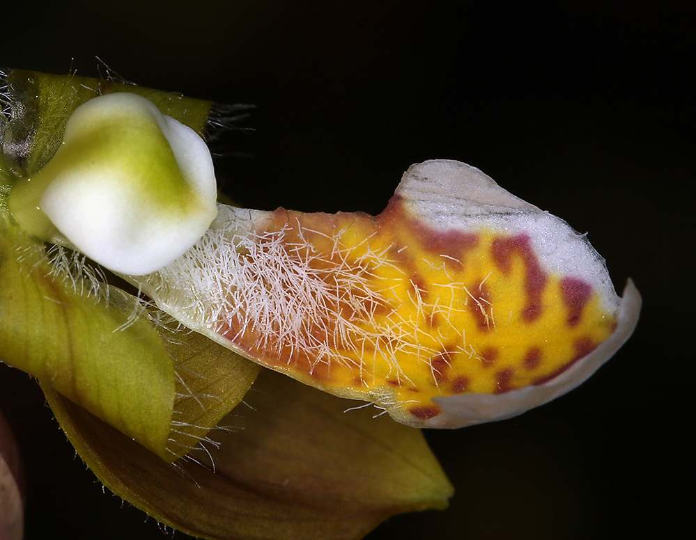 Imagem de Cypripedium californicum A. Gray