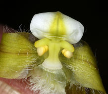 Imagem de Cypripedium californicum A. Gray