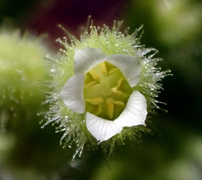 Image of roundleaf brookfoam