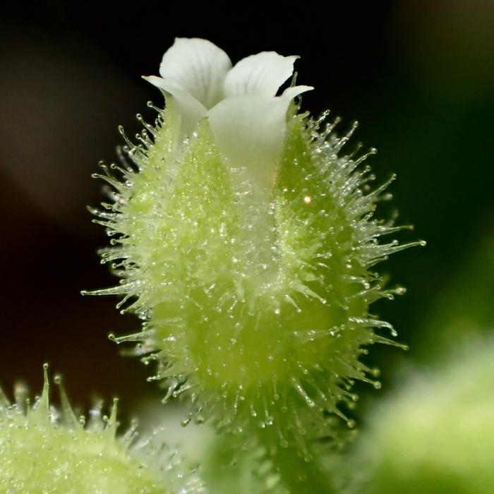 Sivun Boykinia rotundifolia Parry ex A. Gray kuva