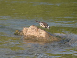 Image of Mekong Wagtail