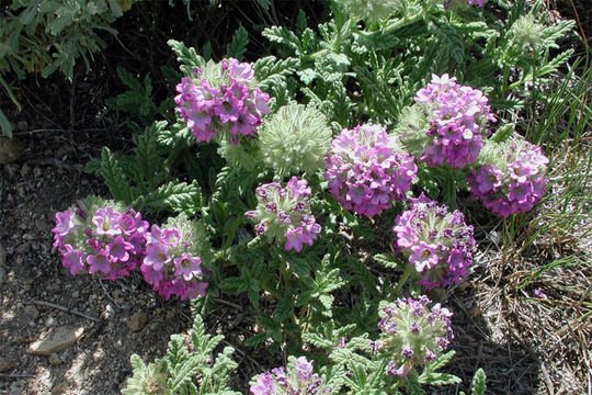 Image of Rothrock's fiddleleaf