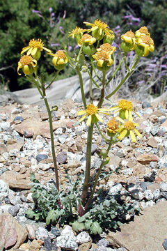 Image of lobeleaf groundsel