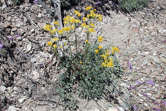 Image of lobeleaf groundsel