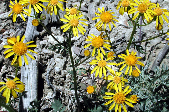 Image of lobeleaf groundsel