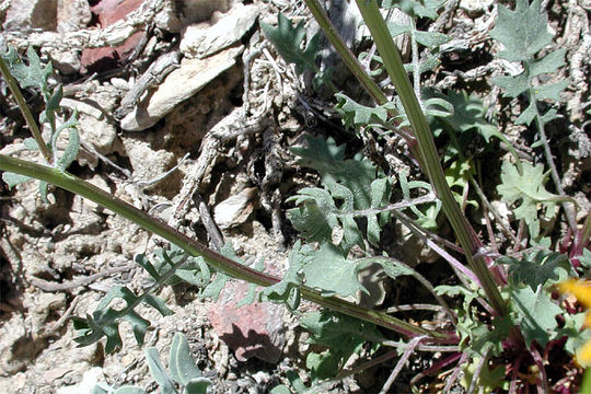 Image of lobeleaf groundsel