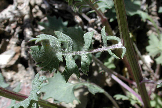 Image of lobeleaf groundsel