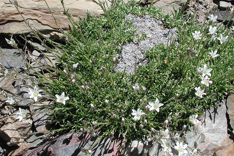 Image of King's rosy sandwort