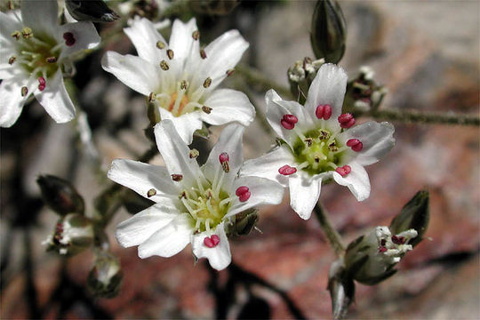 Слика од Eremogone kingii var. glabrescens (S. Wats.) Dorn