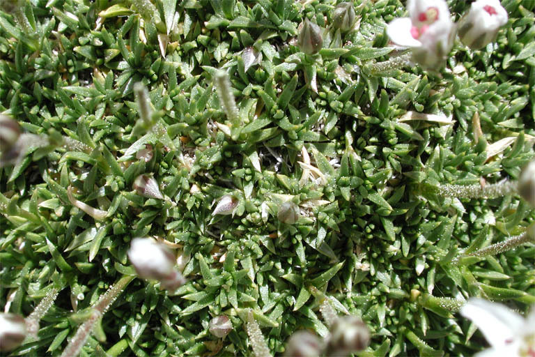 Image of King's rosy sandwort