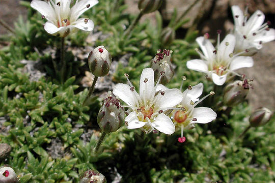 Слика од Eremogone kingii var. glabrescens (S. Wats.) Dorn