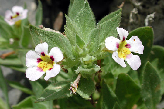 Plancia ëd <i>Mimulus rupicola</i>