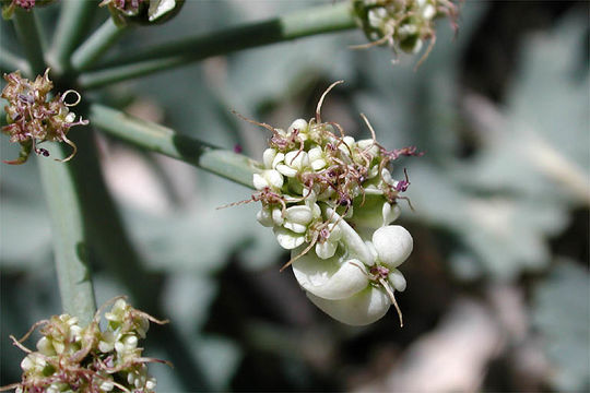 Imagem de Cymopterus gilmanii Morton