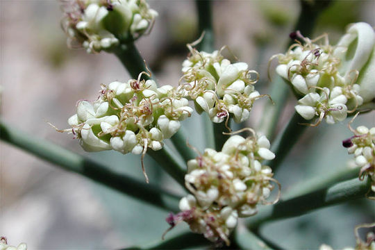 Imagem de Cymopterus gilmanii Morton