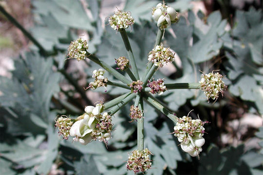 Image of Gilman's springparsley