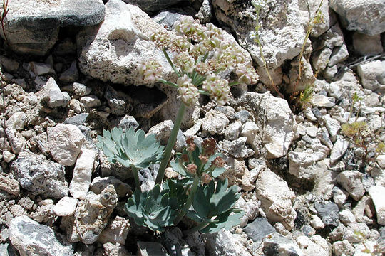 Слика од Cymopterus gilmanii Morton