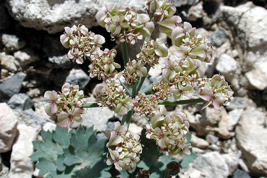 Image of Gilman's springparsley