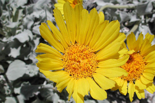 Image of nakedstem sunray