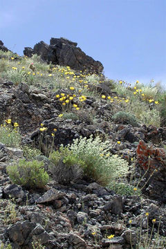 Image of nakedstem sunray